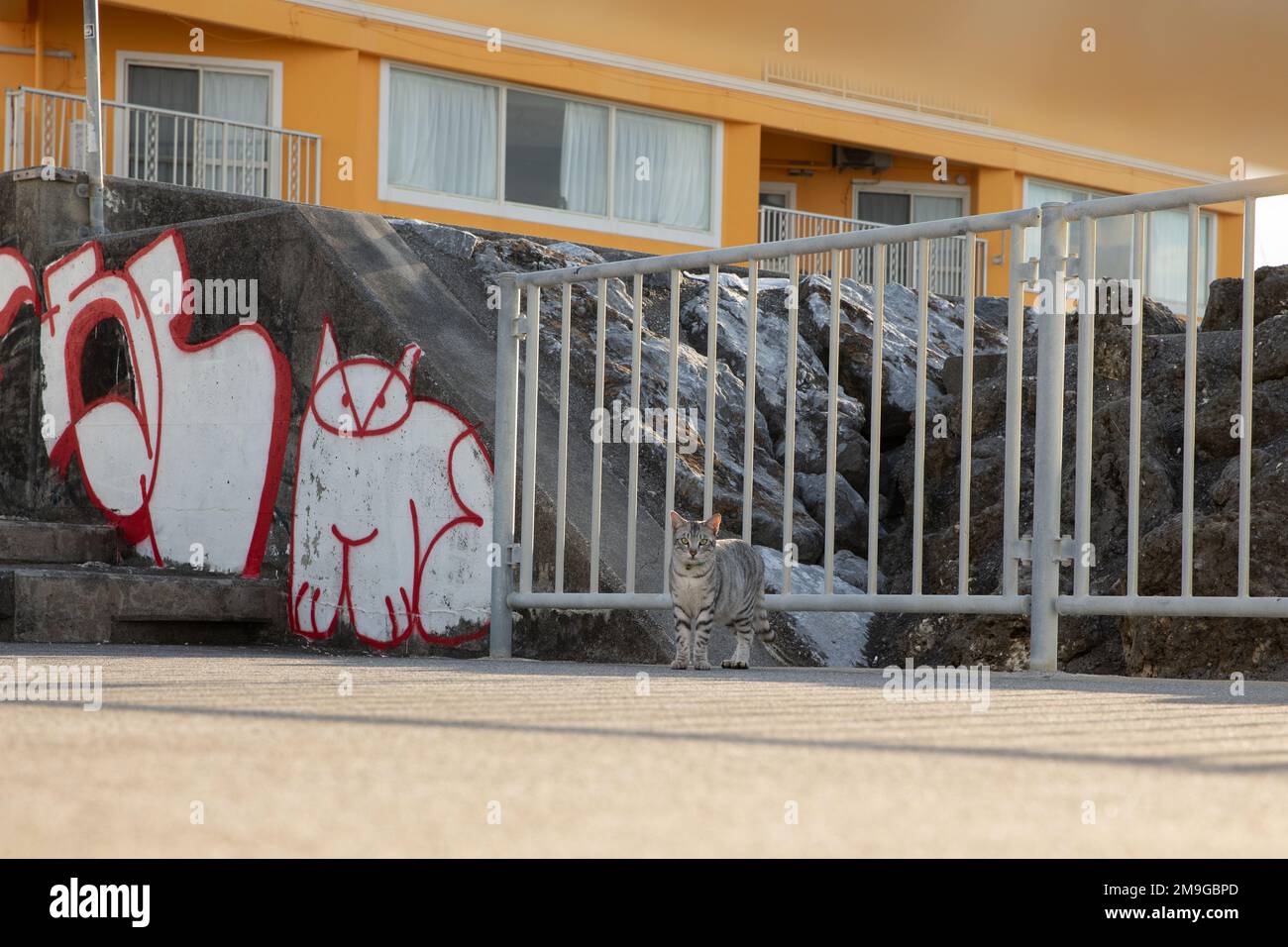 Un gatto randagio si trova vicino a un murale di gatto vicino al Muro del Mare del Nord di Kadena a Okinawa, Giappone Foto Stock