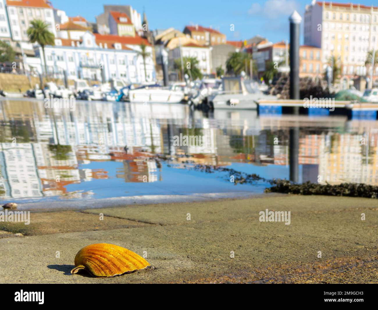 Un focus selettivo di una conchiglia di fronte al tranquillo Porto di Ferrol con yacht ormeggiati in Spagna Foto Stock