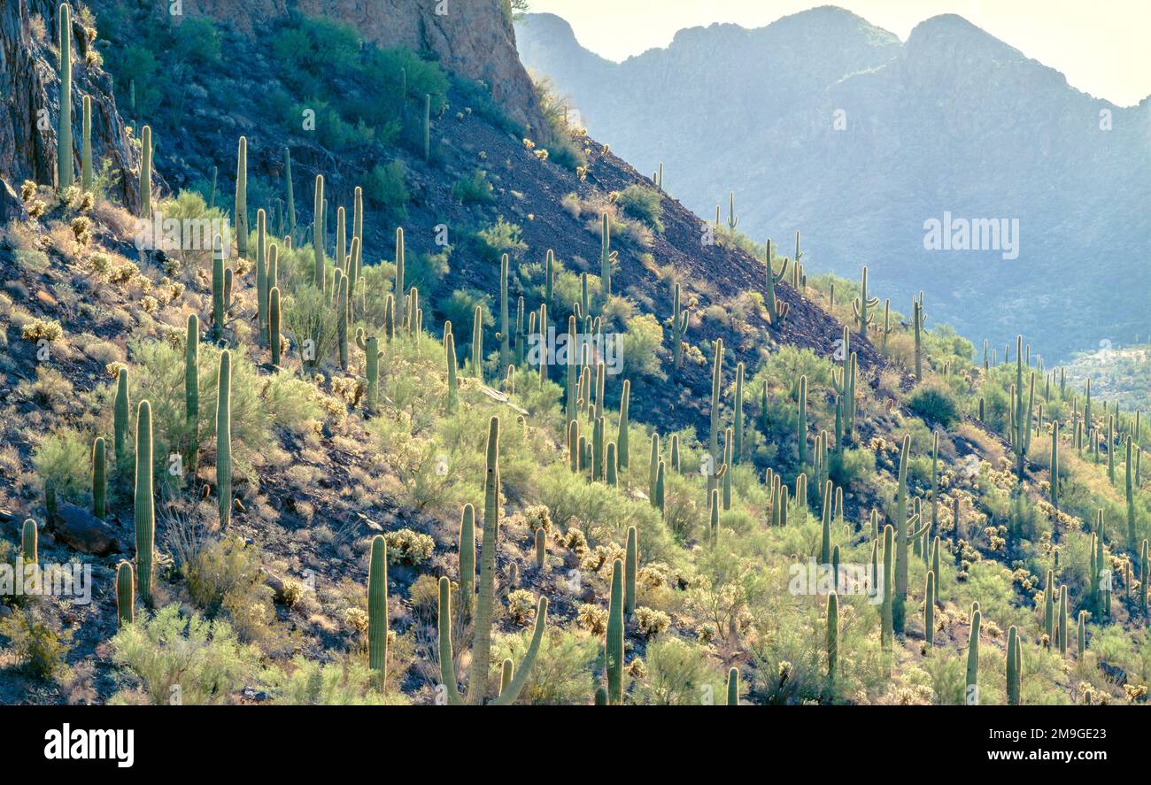 Paesaggio desertico con montagne di canotta di sabbia e cactus saguaro (Carnegiea gigantea), Barry Goldwater Range, Arizona, USA Foto Stock