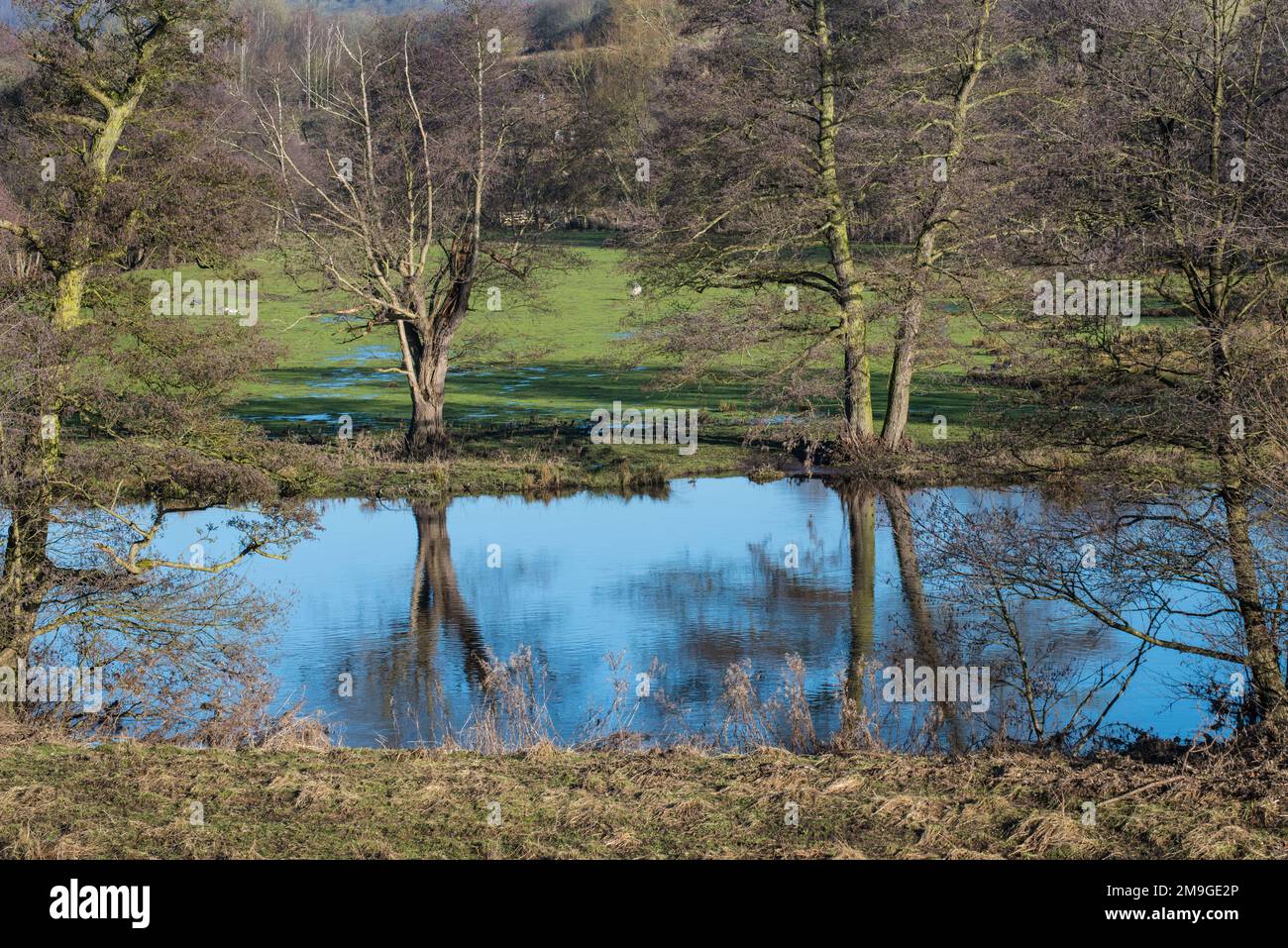 Riflessioni dell'albero nel fiume Derwent a Belper, Derbyshire, Inghilterra Foto Stock