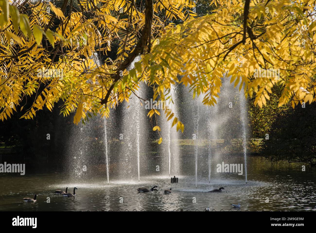 Fontane illuminate dal sole nel laghetto delle anatre incorniciate dalle foglie autunnali gialle di un albero ornamentale nei giardini di Jephson, Leamington Spa, Warwickshire, Inghilterra Foto Stock