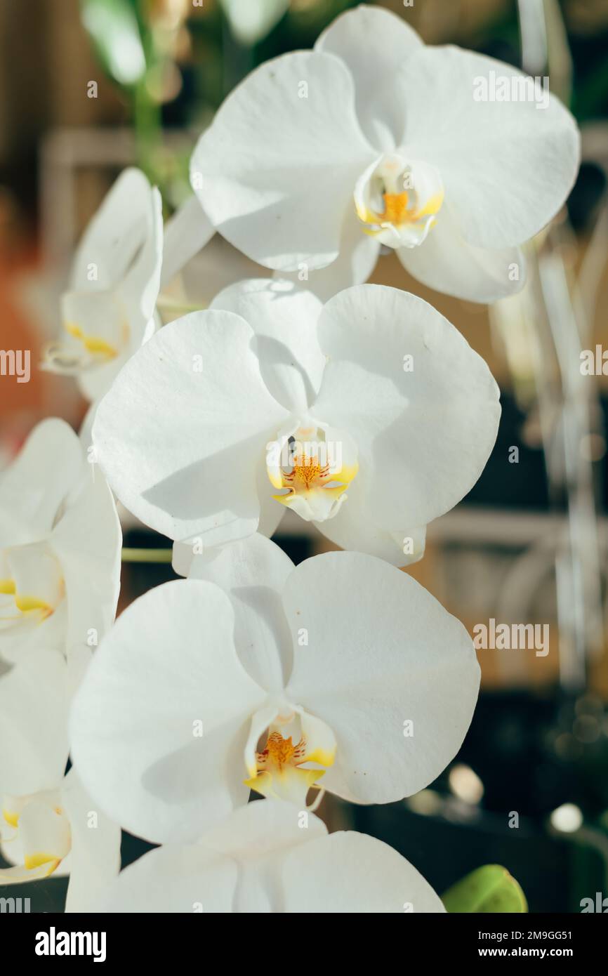 Bulano anggrek indonesiano o fiori di orchidee bianche (Phalaenopsis amabilis) Foto Stock