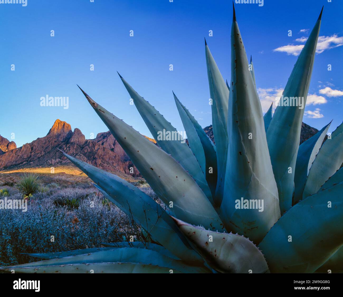 Agave (Agave havardiana) pianta nel deserto e Chisos montagne sullo sfondo, Big Bend National Park, Texas, USA Foto Stock