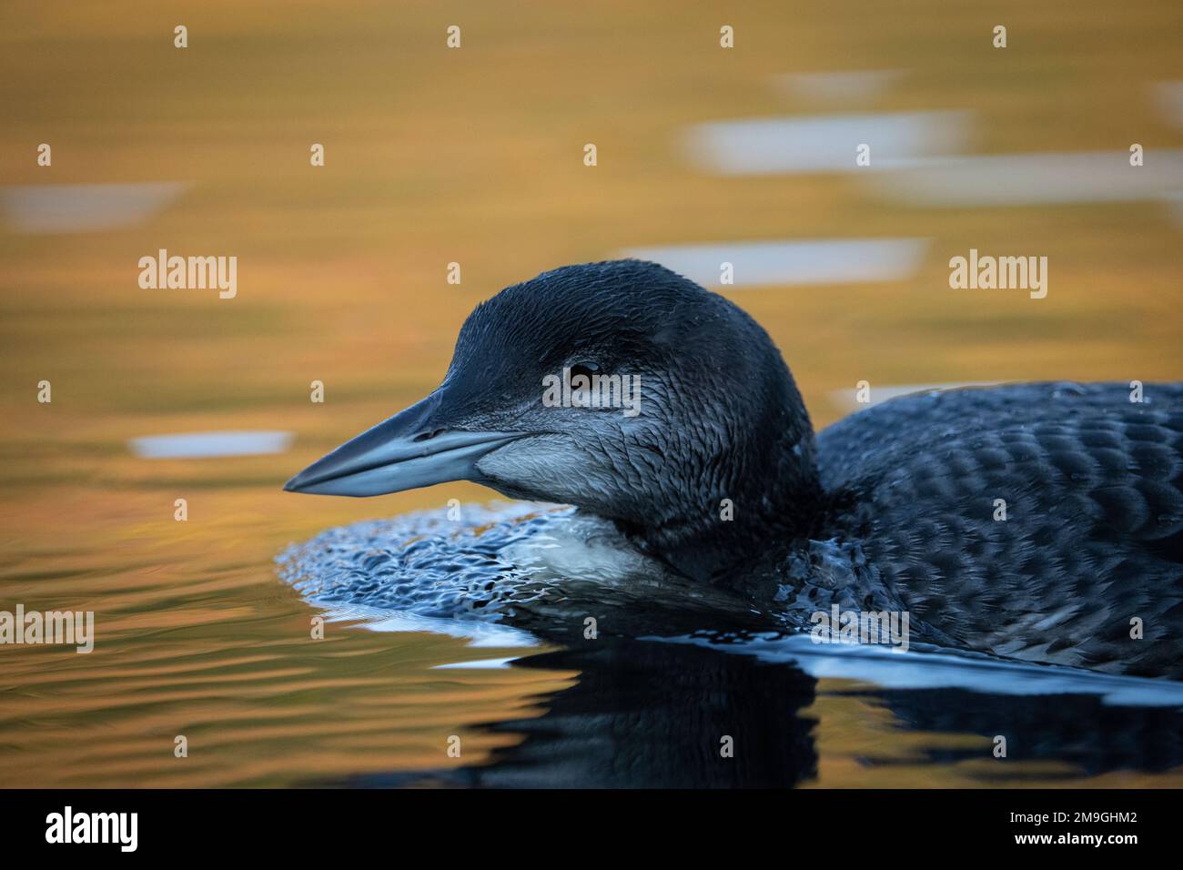 I capretti common loon in appoggio in corrispondenza della superficie di un lago Foto Stock
