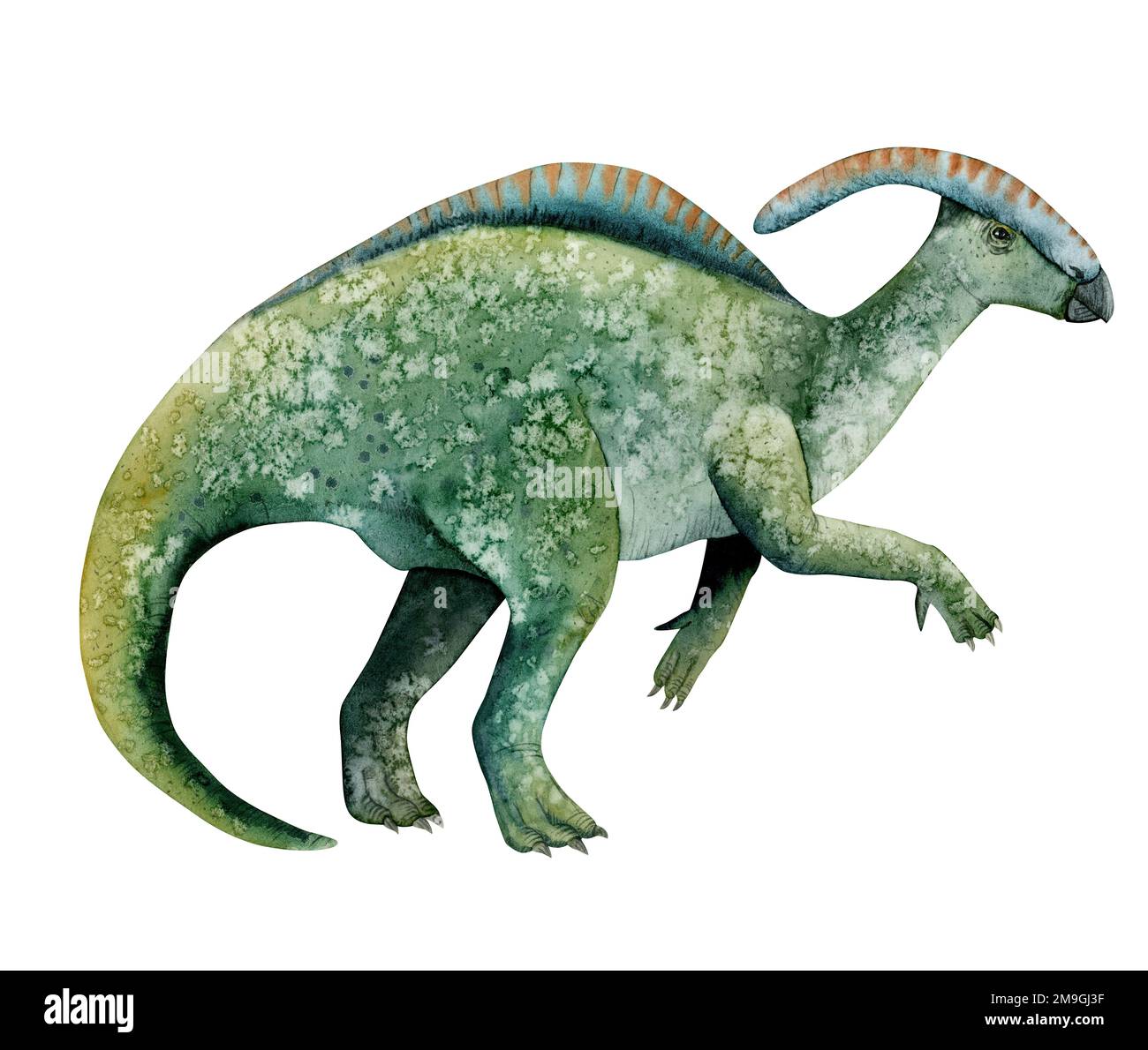 Illustrazione del colore dell'acqua del dinosauro parasaurolofo erbivoro. Animale verde antico per la stanza dei bambini, tessuti, prodotti isolati su sfondo bianco Foto Stock