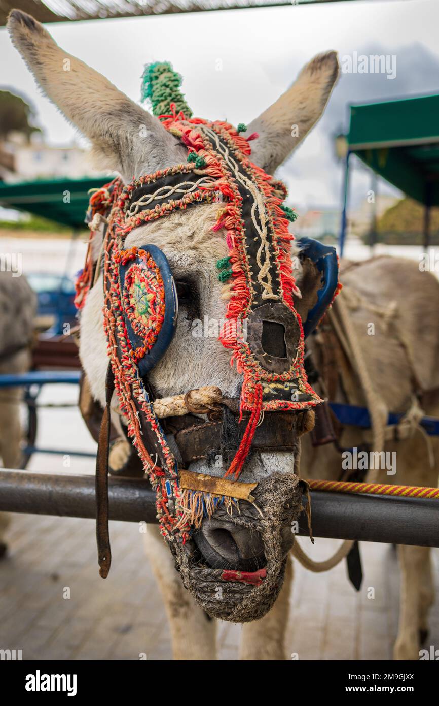 Asino taxi (Burros taxi) a Mijas Pueblo, tipico villaggio bianco-lavato collina (Pueblo Blanco). Costa del Sol, Andalusia, Spagna. Foto Stock