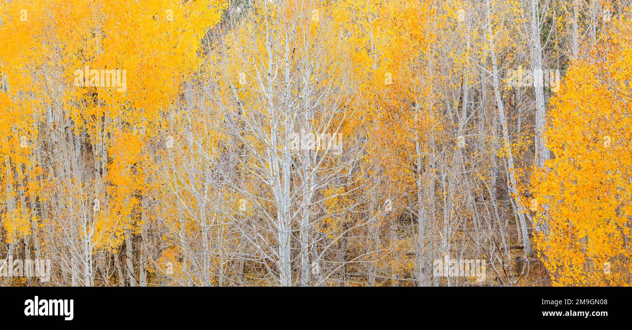 Paesaggio con foresta di alberi di aspen in autunno, Dixie National Forest, Boulder Mountain, Utah, USA Foto Stock