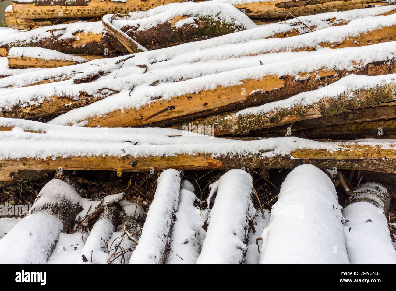 Palo di legno che cura prima di essere tagliato su come tronchi per combustibile in Contea Donegal, Irlanda Foto Stock
