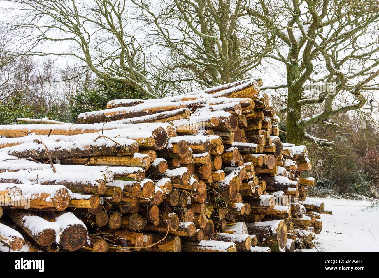 Tagliare i tronchi per il carburante invernale in uno stack nella contea di Donegal, Irlanda Foto Stock