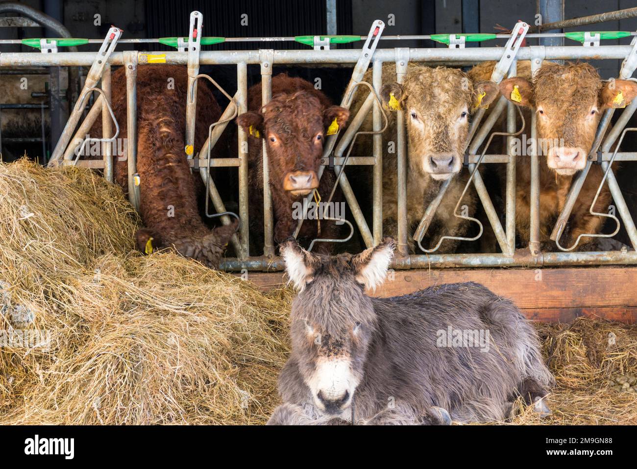 L'alimentazione dei bovini come asino si basa sull'erba insilata o sul fieno utilizzato come mangime per i bovini in inverno. Foto Stock