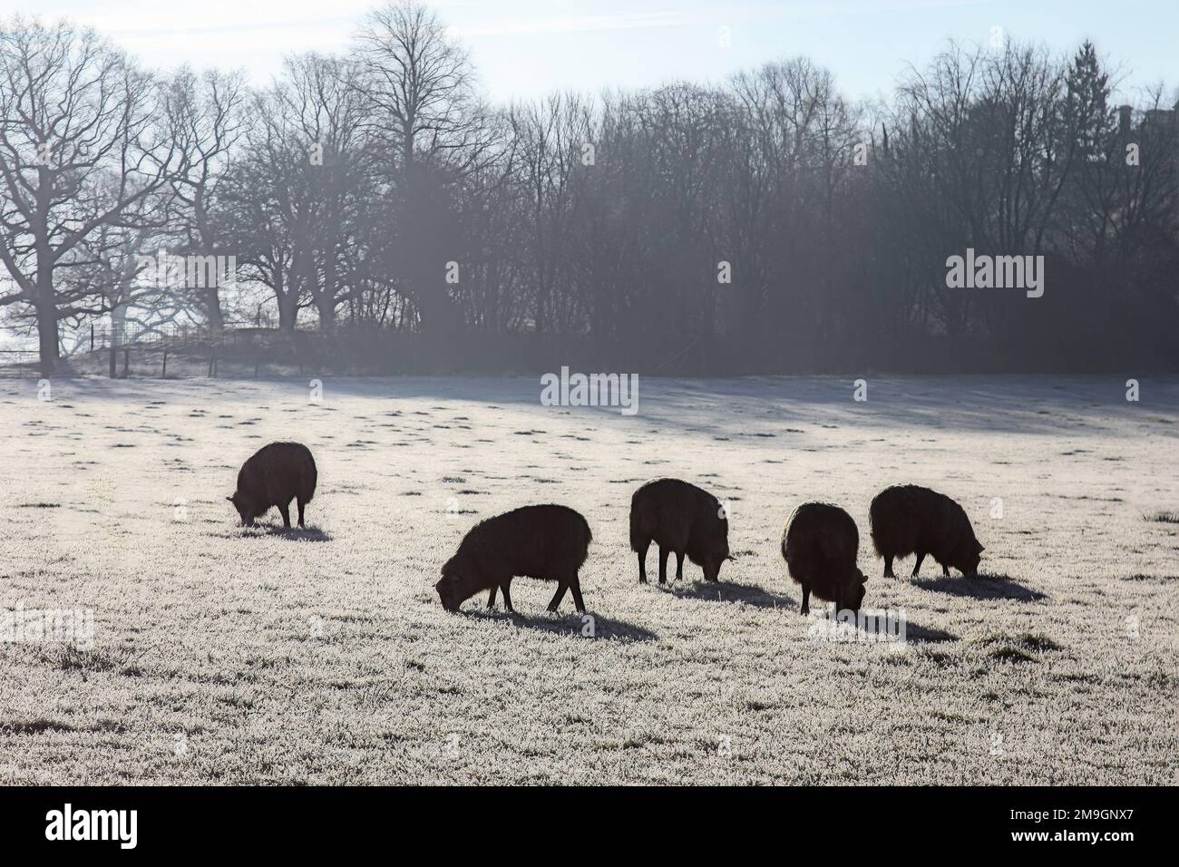 Pecore In inverno Foto Stock