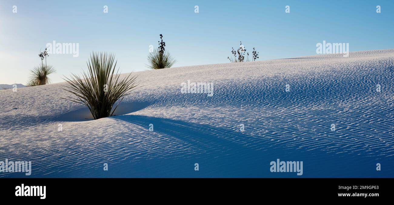 Dune di sabbia bianca in gesso nel deserto e yucca (Yucca elata) sotto il cielo limpido, White Sands National Monument, New Mexico, USA Foto Stock