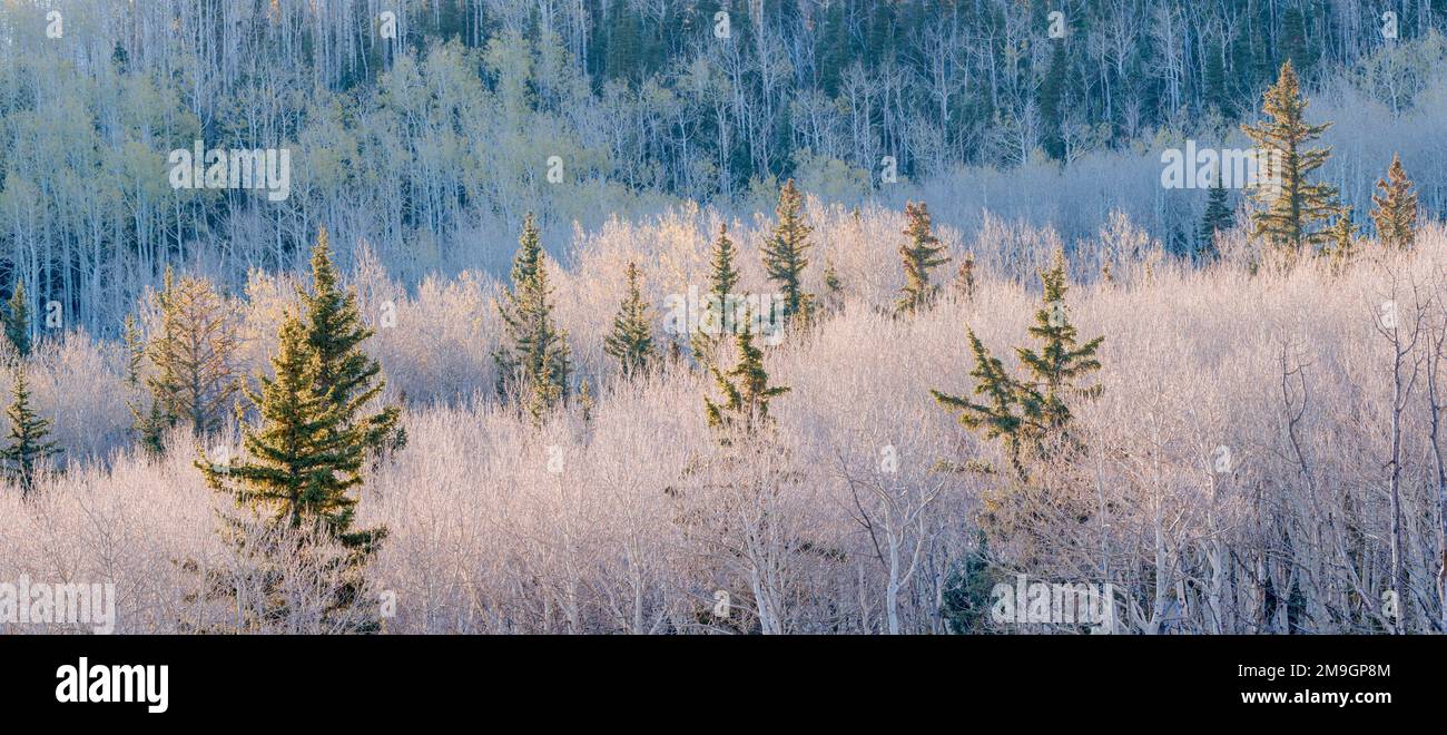 Foresta con aspens (Populus tremuloides) e douglas firs (Pseudotsuga menziesii) in autunno, Dixie National Forest, Boulder Mountain, Utah, USA Foto Stock