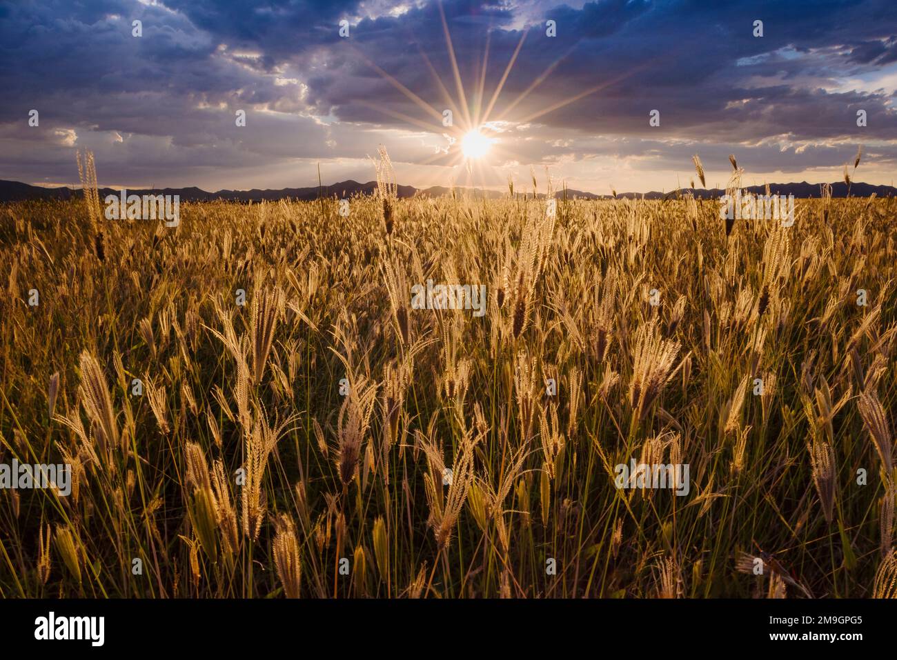 Tramonto sulla prateria, Buenos Aires National Wildlife Refuge, Arizona, USA Foto Stock