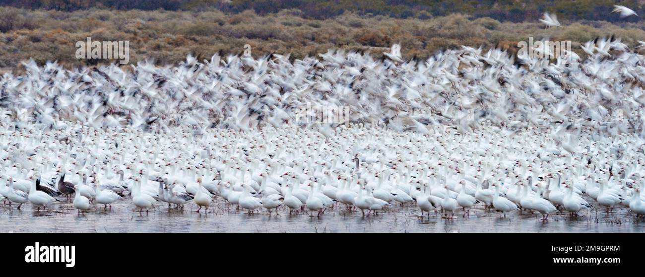 Colonia di oche da neve (Anser Caerulescens) nel lago, Bosque del Apache National Wildlife Refuge, New Mexico, USA Foto Stock