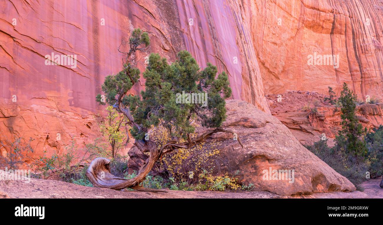 Ginepro dello Utah (Juniperus osteosperma) contro le scogliere nel canyon, Long Canyon, Grand Staircase-Escalante National Monument, Utah, USA Foto Stock