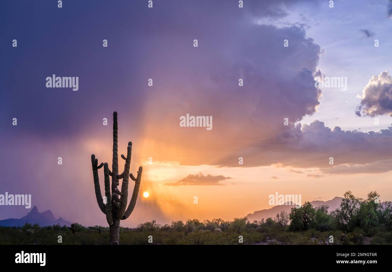 Cactus Saguaro (Carnegiea gigantea) nel deserto al tramonto, Piccacho Peak state Park, Sonoran Desert, Arizona, USA Foto Stock