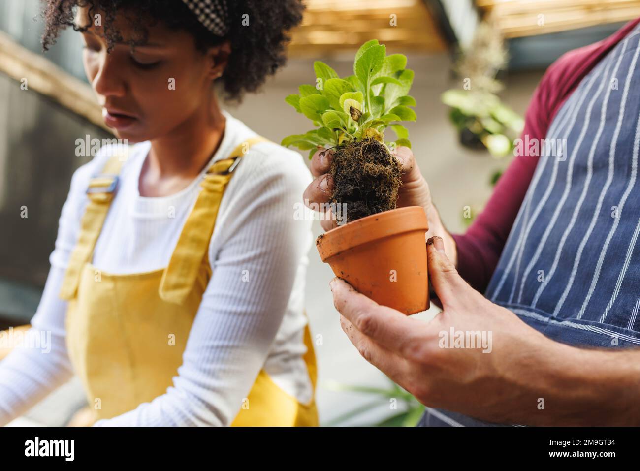 Sezione centrale dell'uomo biraciale mettere piccola pianta in vaso mentre il giardinaggio con la ragazza a casa Foto Stock