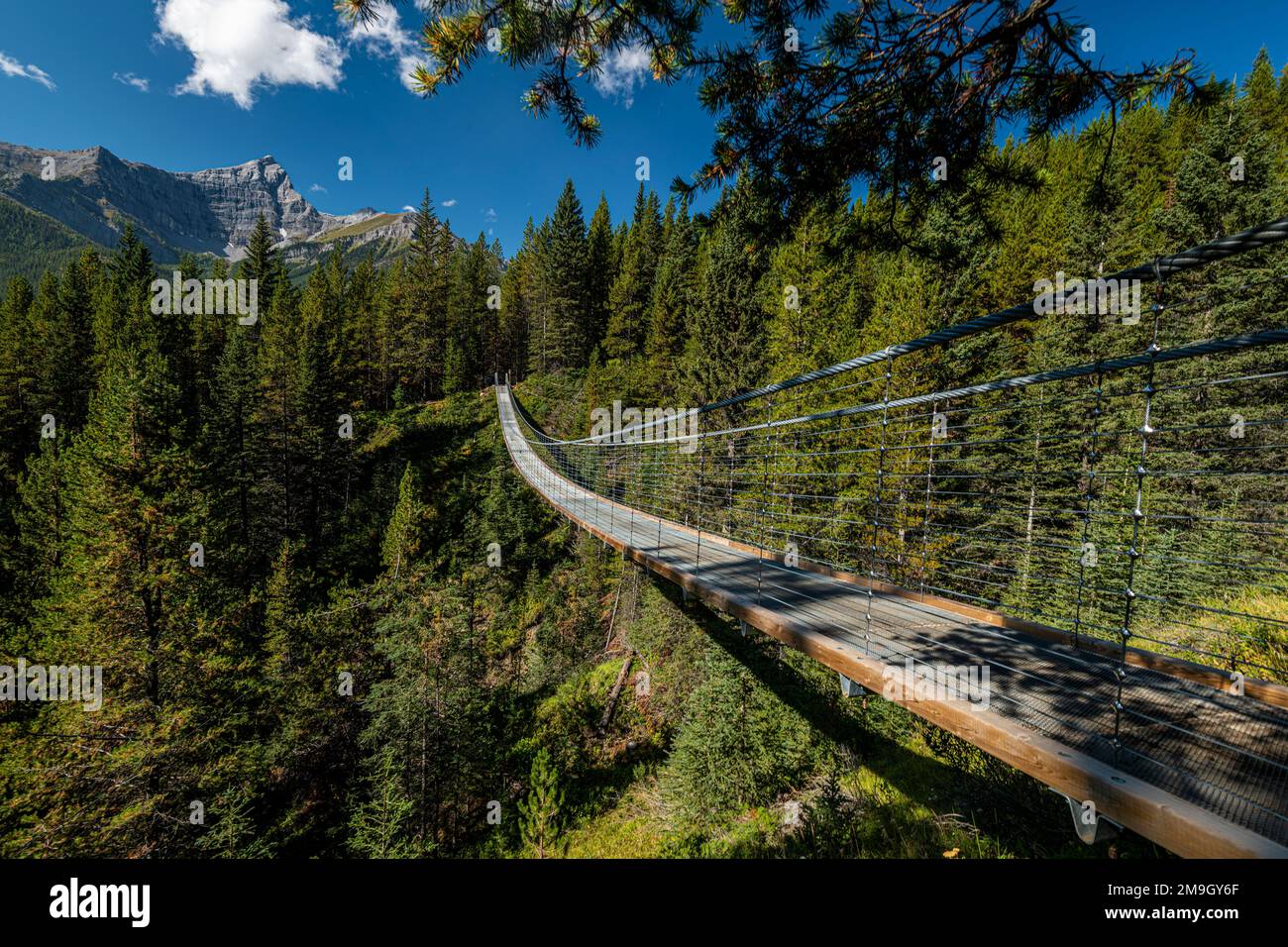 Blackshale Creek Suspension Bridge, High Rockies Trail, Alberta, Canada Foto Stock