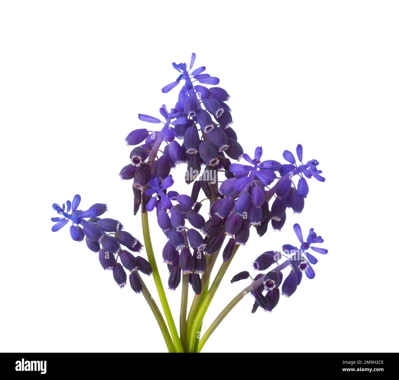 Piccolo bouquet di Muscari isolato su sfondo bianco. Uva Hyacinth. Messa a fuoco selettiva. Foto Stock