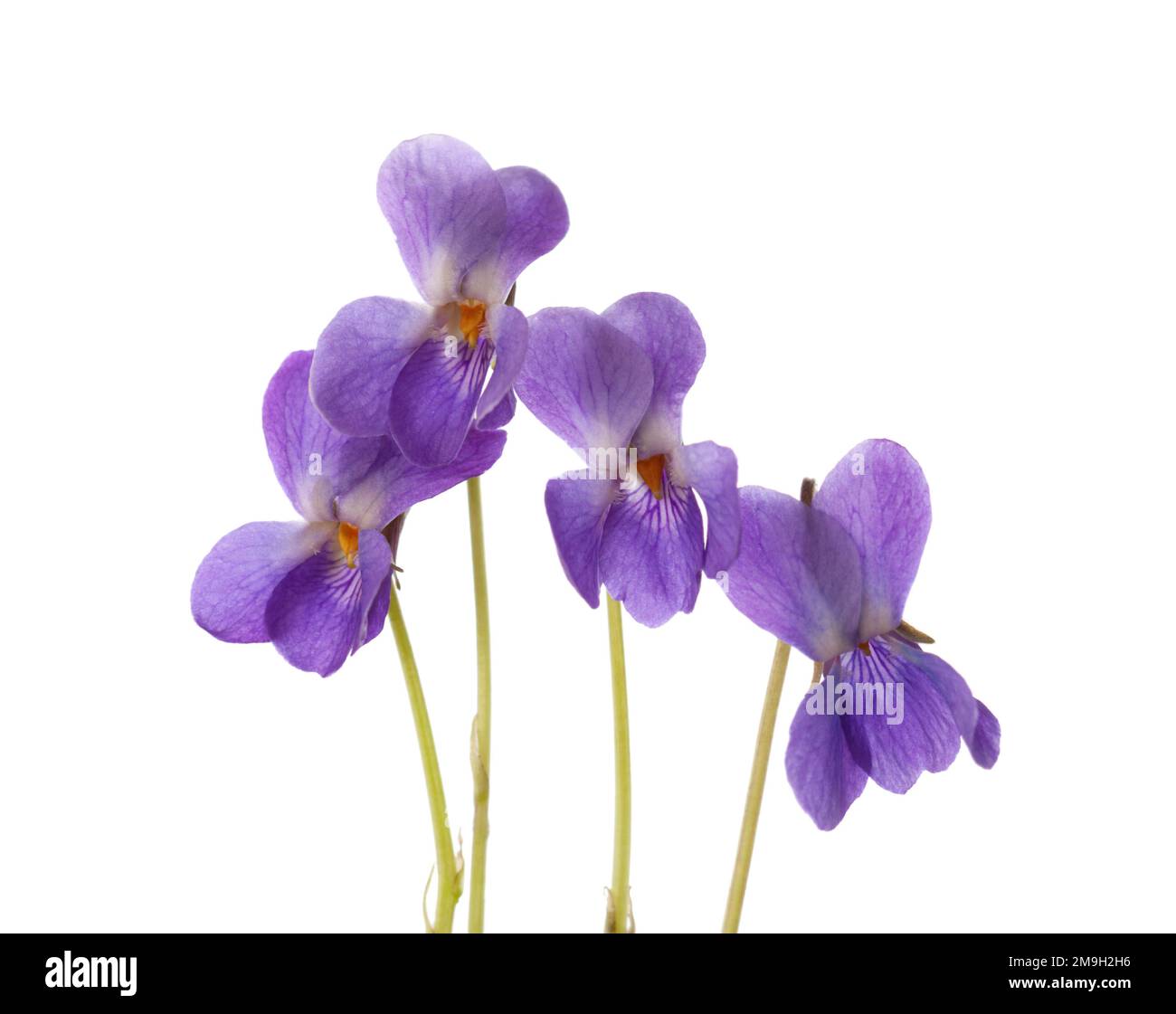 Fiori primaverili (Viola odorata) isolati su fondo bianco. Viola legno. Messa a fuoco selettiva Foto Stock
