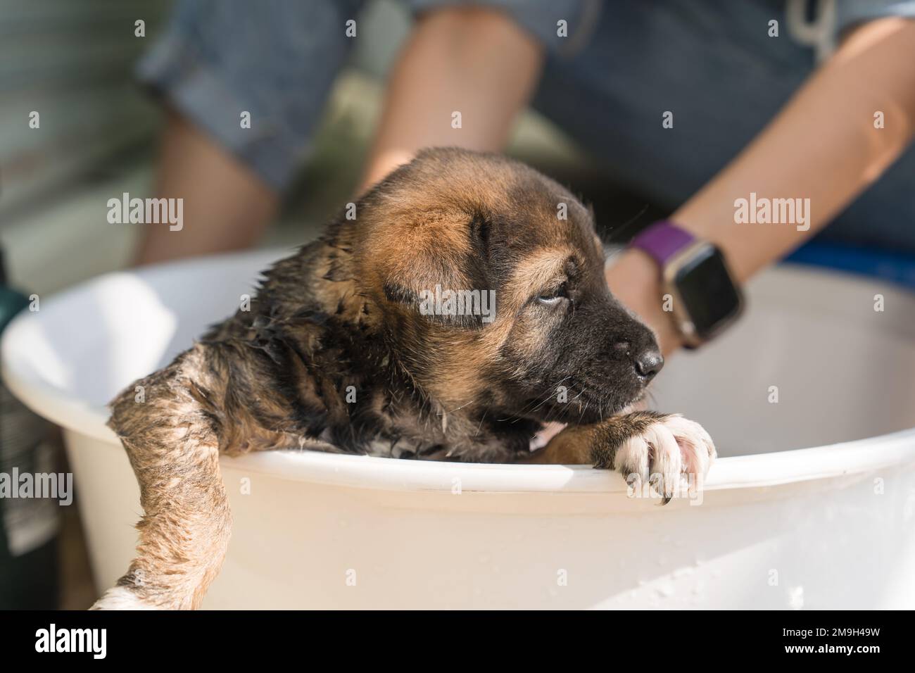 Mano del bagno del groomer, doccia, governare con shampoo un cucciolo marrone carino nel bacino Foto Stock