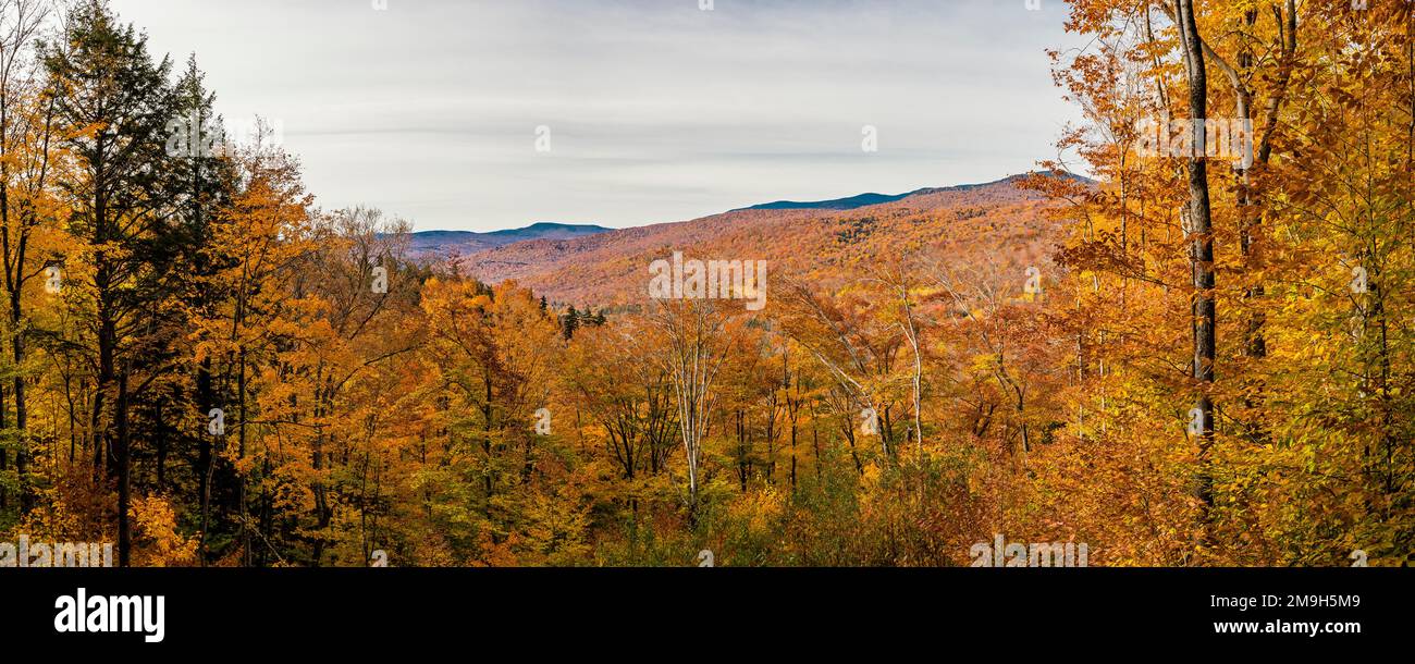 Foresta con foglie autunnali, Franconia Notch state Park, White Mountains National Forest, New Hampshire, USA Foto Stock