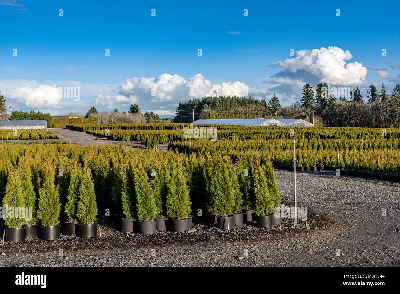 Abbondanza di alberi in vaso in una fattoria di alberi, Oregon, USA Foto Stock