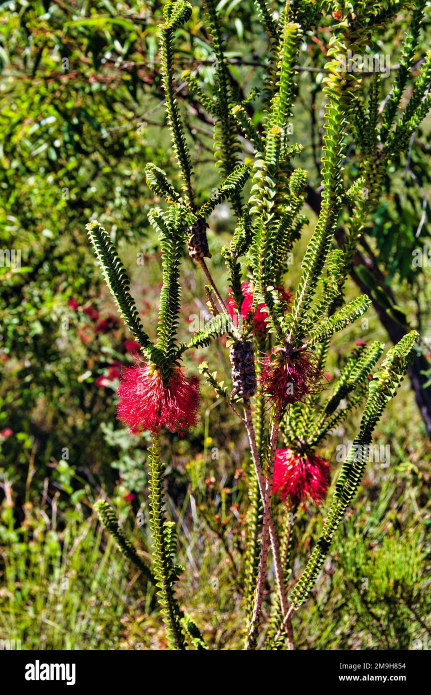 Fiori e foglie della palude Bottlebrush, Beaufortia Sparsa, famiglia Myrtaceae, indigeni nel sud-ovest dell'Australia occidentale Foto Stock