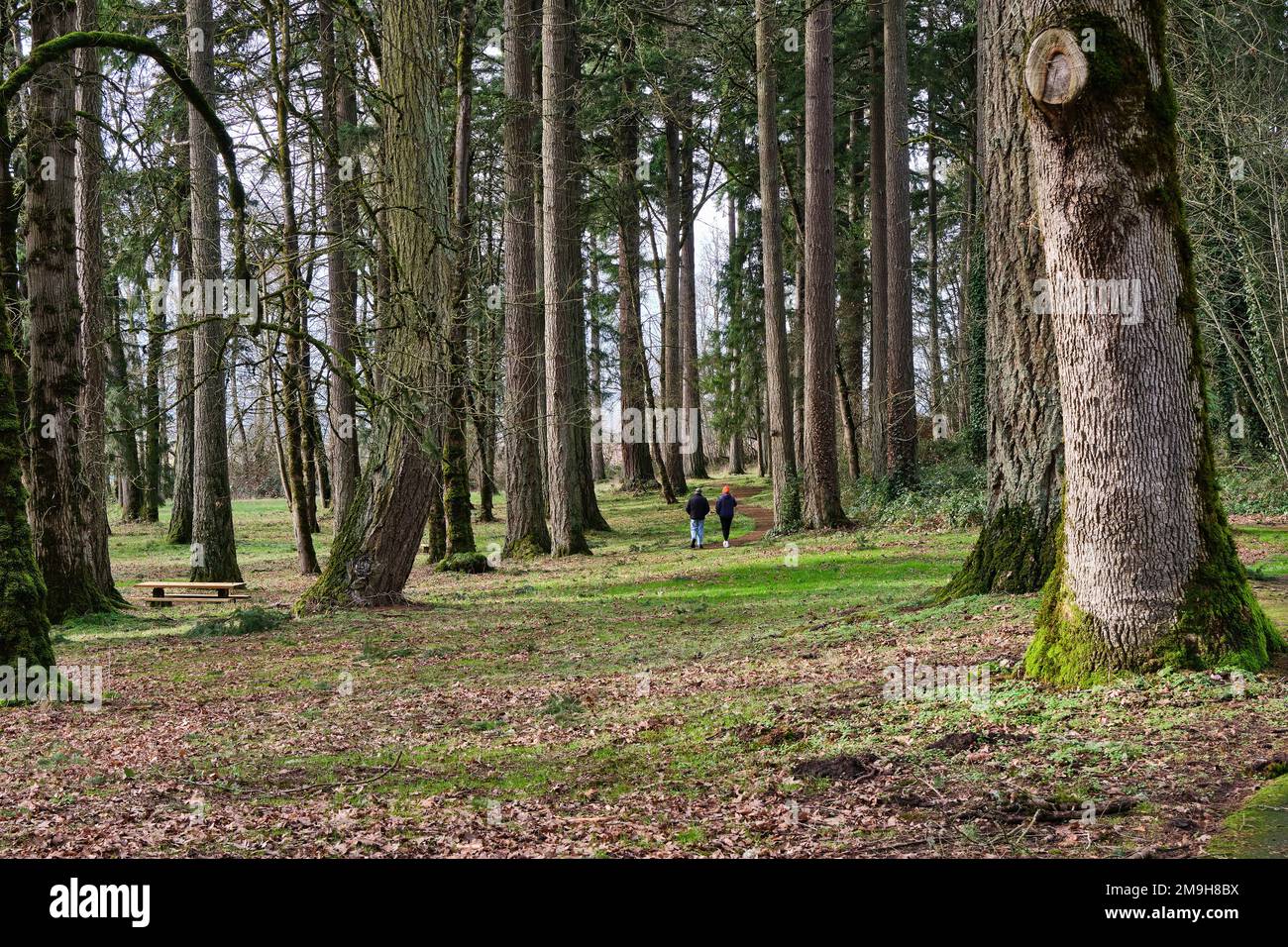 Tronchi di alberi nella foresta, Champoeg state Park, Oregon, Stati Uniti Foto Stock
