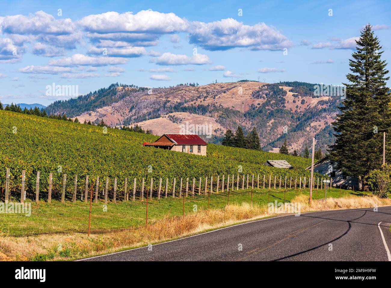 Vigne sul lato della strada e delle montagne, Washington state, USA Foto Stock