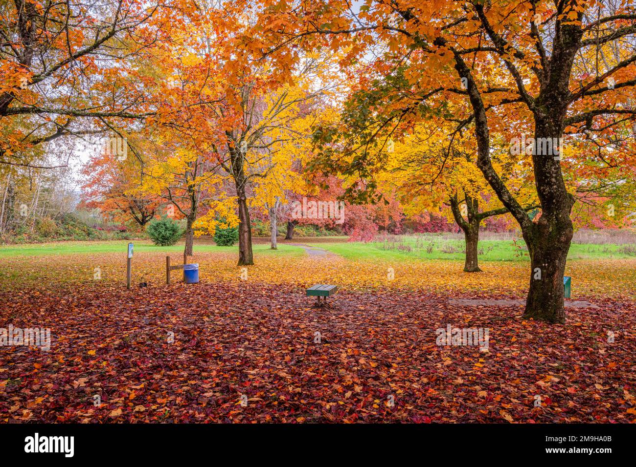 Parco pubblico nei colori autunnali, Gresham, Oregon, USA Foto Stock