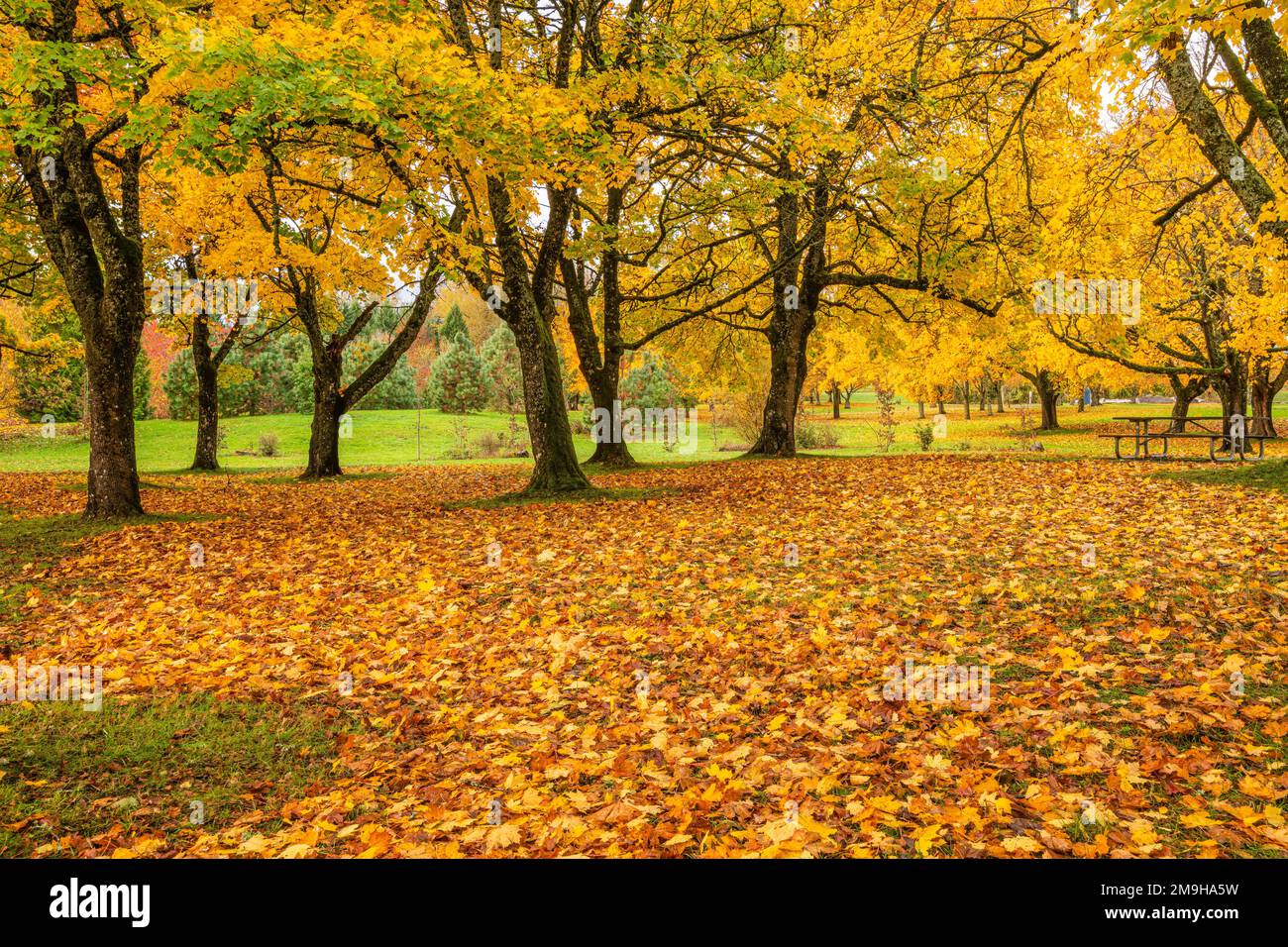 Parco pubblico nei colori autunnali, Gresham, Oregon, USA Foto Stock