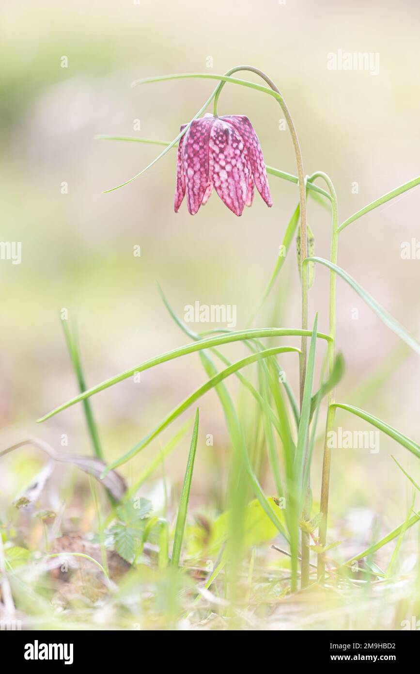 Fritillaria meleagris testa di serpente pianta flowering selvatica del fritillary che fiorisce nella luce del sole della molla sud-ovest della Francia Foto Stock