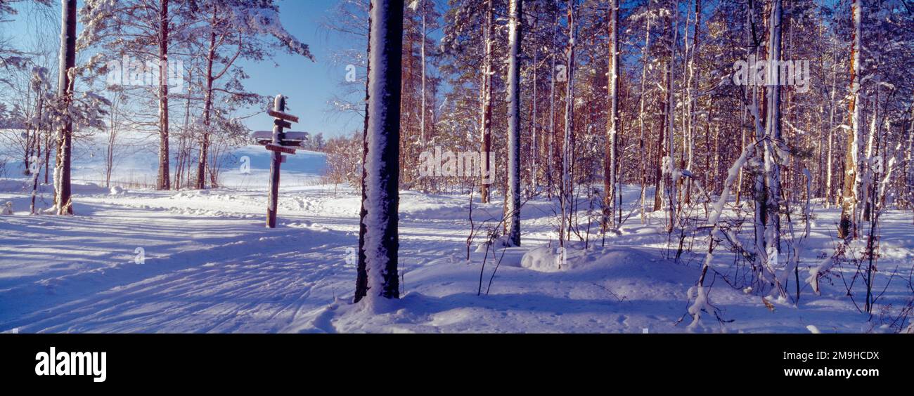 Sci di fondo nella foresta in inverno, Imatra, Carelia Sud, Finlandia Foto Stock