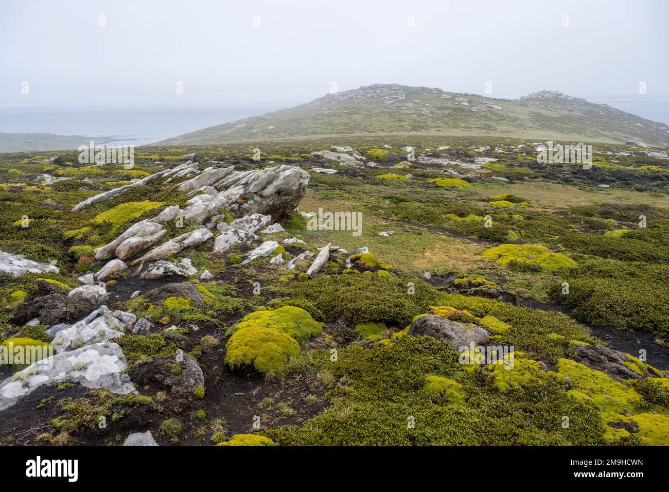 Vista del terreno coperto da piante, muschi e licheni sull'isola di West Point, un'isola delle Isole Falkland occidentali. Foto Stock