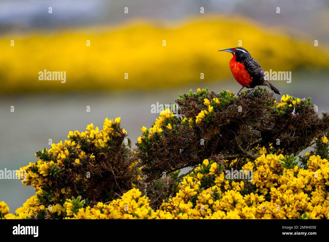 Un meadowlark (Leistes loyca) dalla lunga coda è arroccato su una gola fiorita sull'isola di West Point, un'isola delle Isole Falkland occidentali. Foto Stock