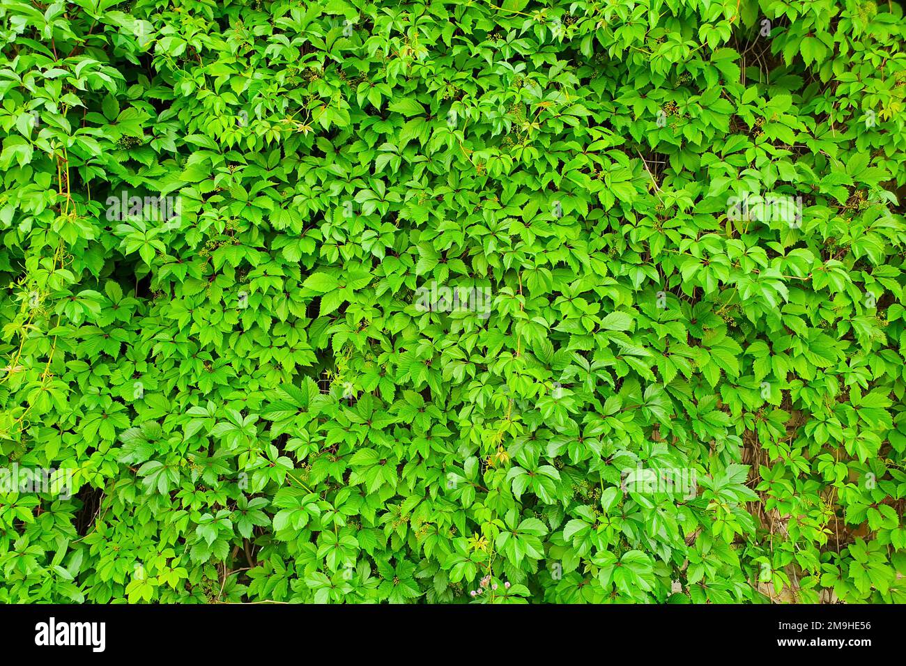 Parthenocissus henryana immagini e fotografie stock ad alta