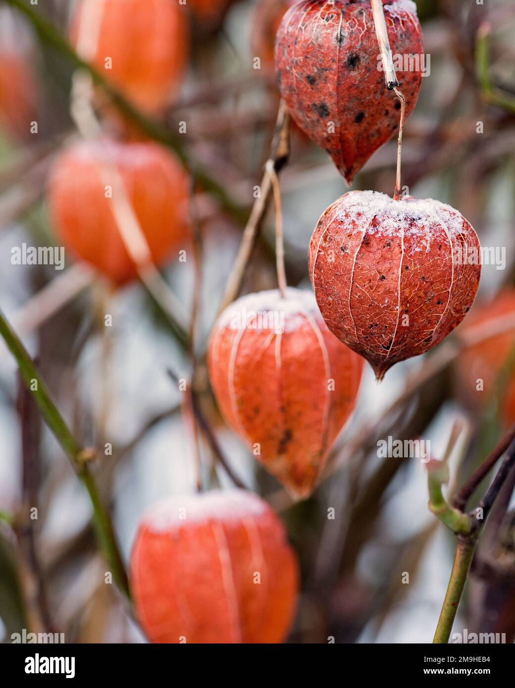 Lanterne cinesi, o Physalis, ancora evidenti a gennaio neve con i suoi casi simili a carta che cominciano a deteriorarsi di nuovo alla struttura delle costole. Foto Stock
