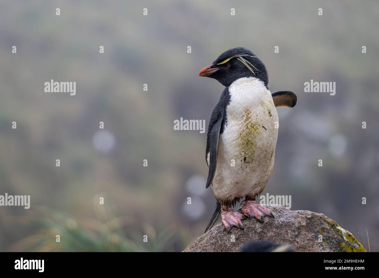 Un pinguino Rockhopper (Eudyptes chrysocome) è in piedi su una roccia nel pinguino Rockhopper e colonia di albatross nero-marrone su West Point Island, AN Foto Stock