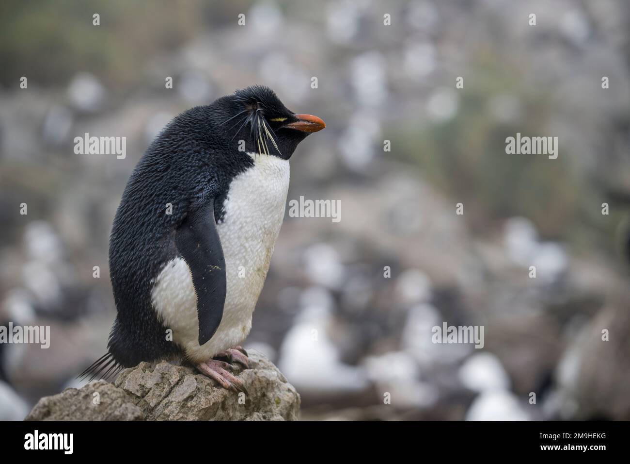 Un pinguino Rockhopper (Eudyptes chrysocome) è in piedi su una roccia nel pinguino Rockhopper e colonia di albatross nero-marrone su West Point Island, AN Foto Stock