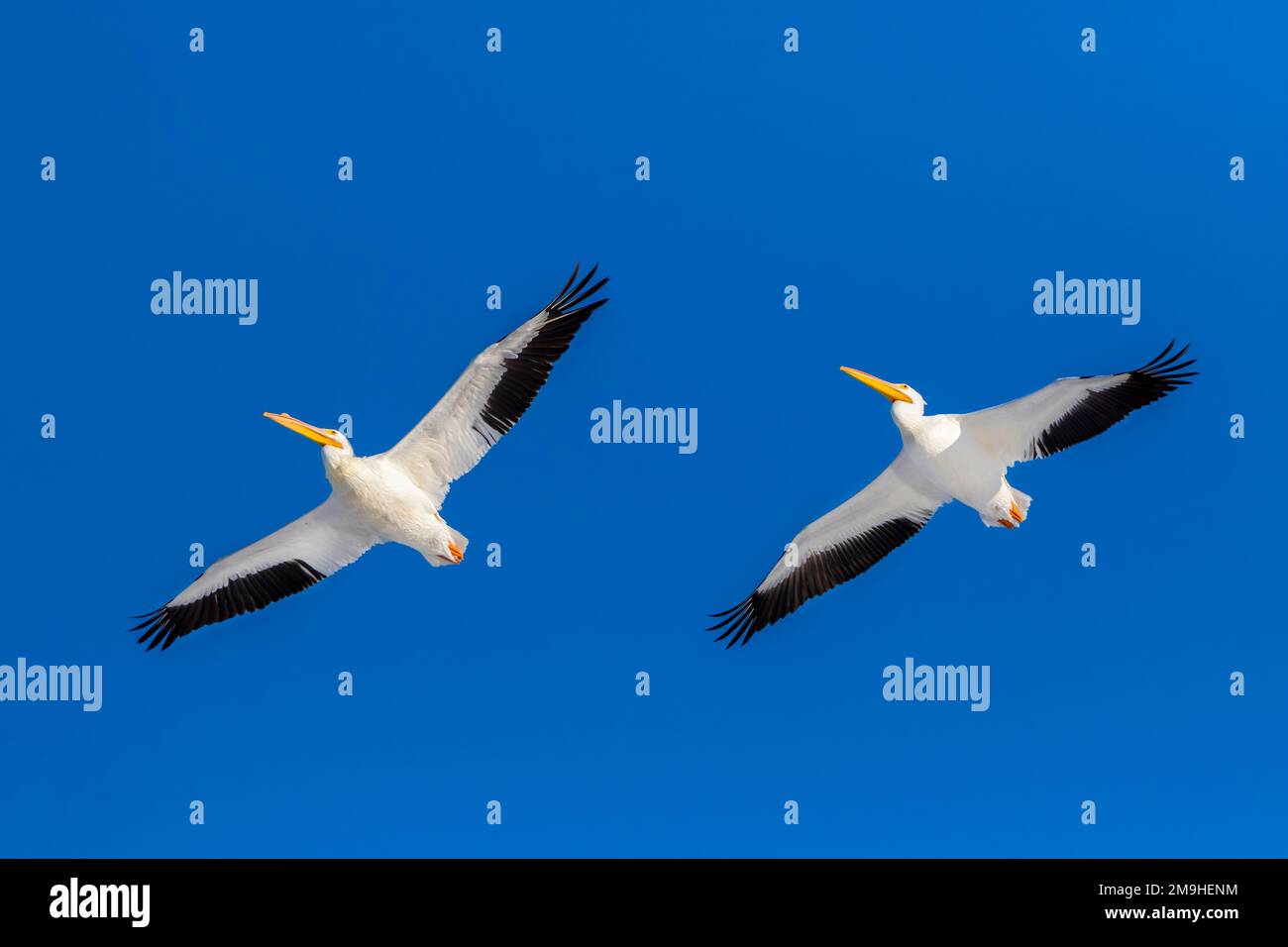 Pellicani bianchi americani (Pelecanus erythrorhynchos) che volano contro il cielo blu chiaro, Contea di Clinton, Illinois, USA Foto Stock