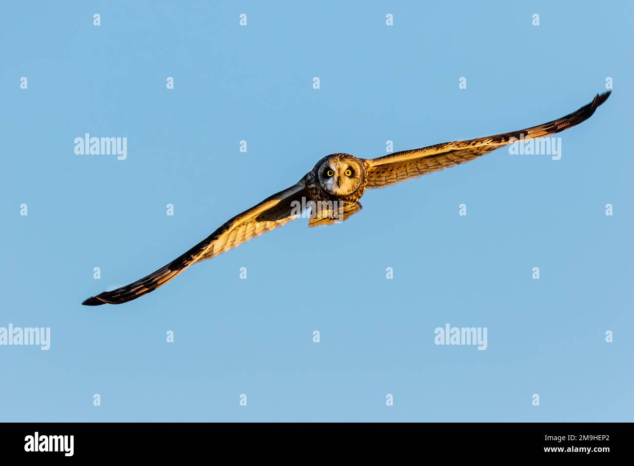 Gufo dalle orecchie corte (Asio flammeus) che vola verso la fotocamera, Prairie Ridge state Natural Area, Marion County, Illinois, USA Foto Stock