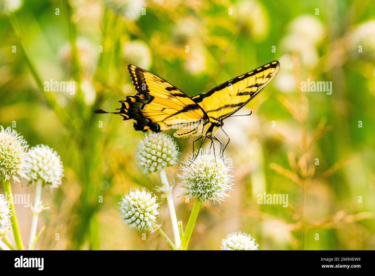 Coda di rondine della tigre orientale (Papilio glaucus) su maestro di serpente (Eryngium yuccifolium), Marion County, Illinois, USA Foto Stock