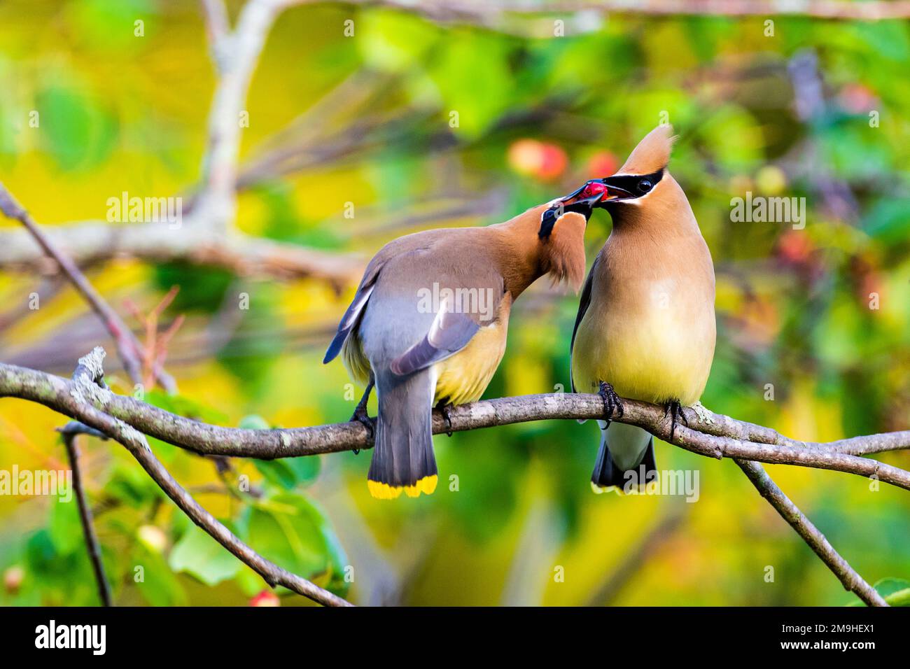 Cedar Waxwings (Bombycilla cedrorum) che si scambiano bacche, Marion County, Illinois, USA Foto Stock