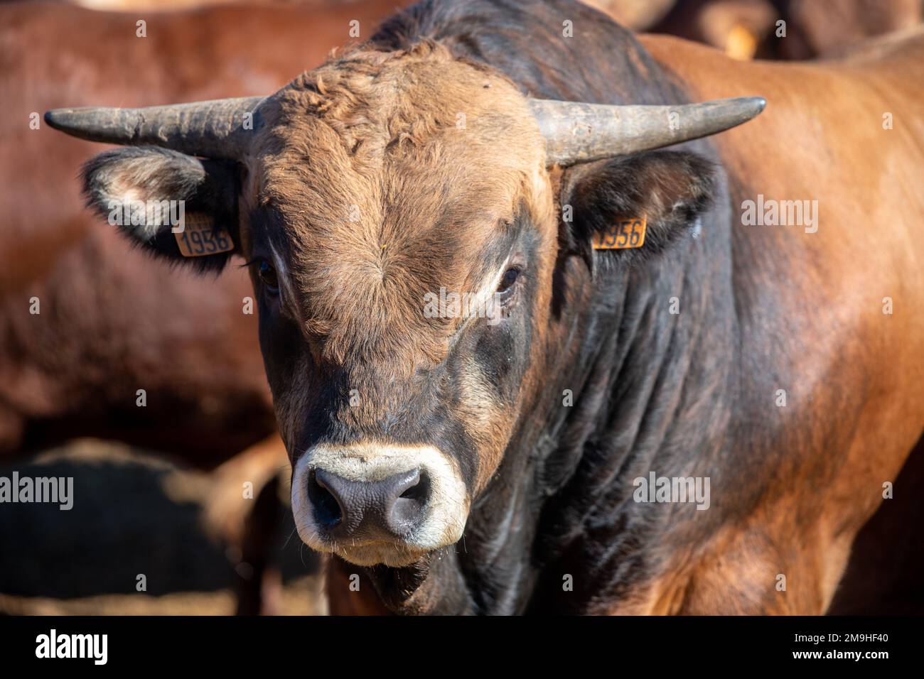 Allevamento di bovini al di fuori di Toledo, Spagna Foto Stock