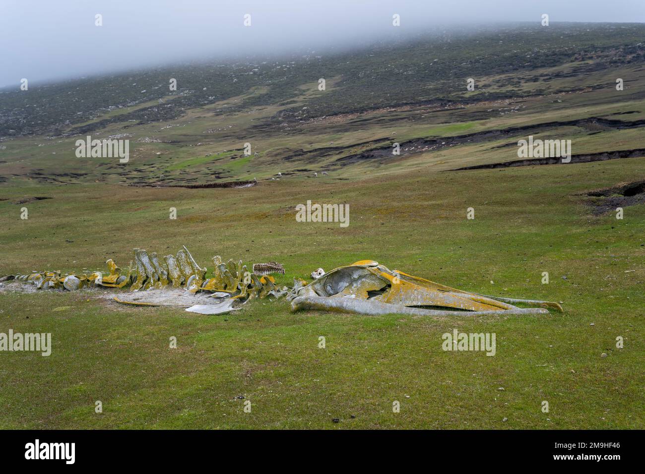 Uno scheletro di balena radunato sull'isola di Sounders, sulla costa occidentale delle Isole Falkland. Foto Stock