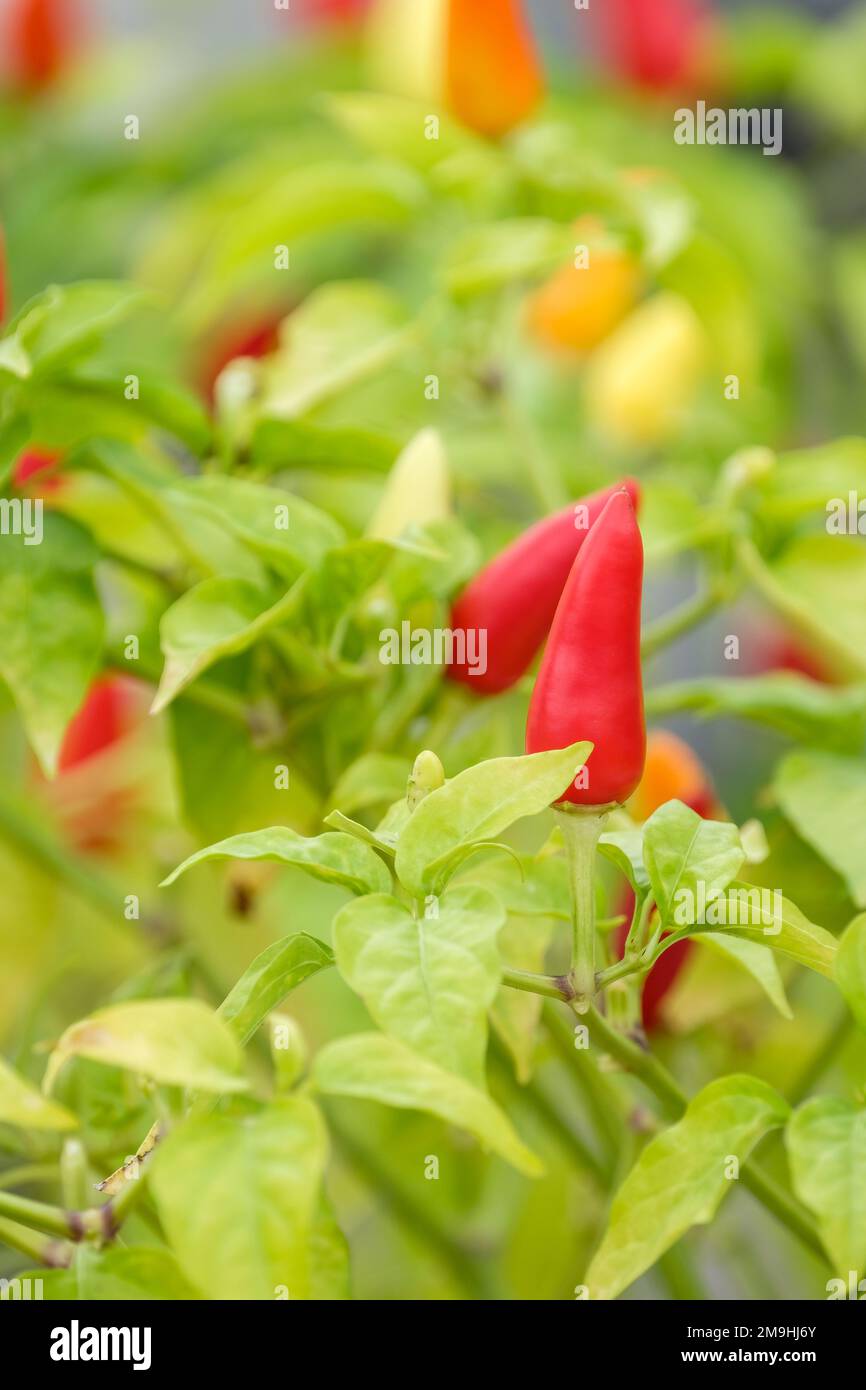 Pepe di rosmarino, Capsicum annuum, pepe turco, pepe di sottaceto, frutta su pianta Foto Stock