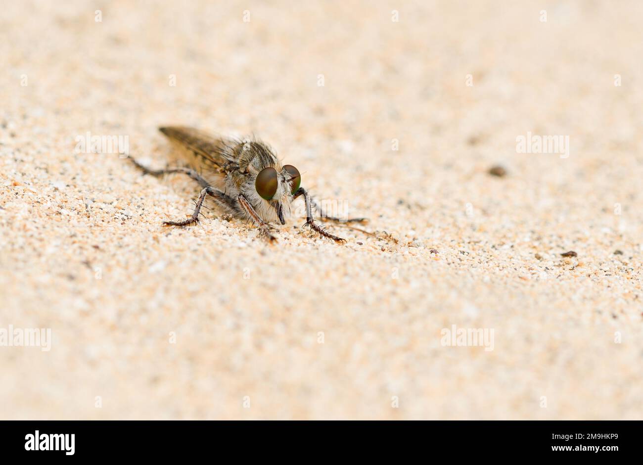 Primo piano di una mosca rapinatore arroccata sulla sabbia di Playa la Cocina Foto Stock