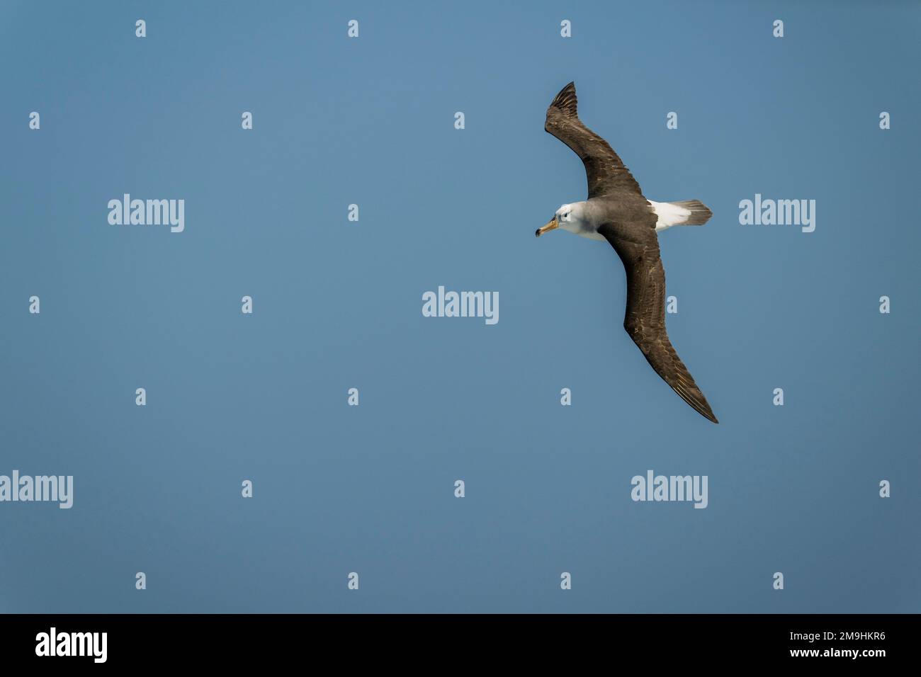 Un giovane albatross nero-browed (Thalassarche melanophris) sta volando sopra l'Atlantico del sud vicino alle rocce di Shag, sei isolotti piccoli, circa 240 Kilome Foto Stock